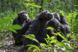 Three chimpanzees (Pan Troglodytes), adult male spawning, grooming in the jungle, Kibale National
