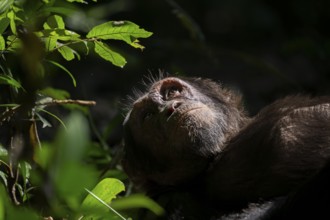 Animal portrait, chimpanzee (Pan Troglodytes), adult male looking up in the jungle, Kibale National