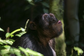 Animal portrait, chimpanzee (Pan Troglodytes), male calling in the jungle, Kibale National Park,