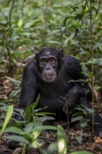 Chimpanzee (Pan Troglodytes), adult male sitting on the ground in the jungle, Kibale National Park,