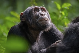 Beautiful animal portrait, chimpanzee (Pan Troglodytes), adult male in jungle, Kibale National