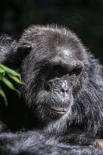 Animal portrait, chimpanzee (Pan Troglodytes), adult male in jungle, Kibale National Park, Uganda