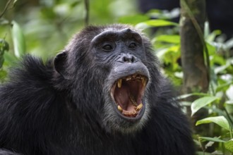 Beautiful animal portrait, chimpanzee (Pan Troglodytes), adult male calling in the jungle, Kibale