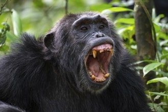 Beautiful animal portrait, chimpanzee (Pan Troglodytes), adult male baring teeth, aggression in the