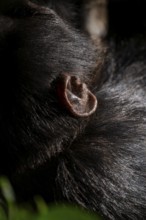 Detail of a chimpanzee's ear (Pan Troglodytes), Kibale National Park, Uganda