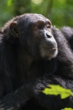 Beautiful animal portrait, chimpanzee (Pan Troglodytes), adult male in jungle, Kibale National
