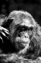 Black and white animal portrait, chimpanzee (Pan Troglodytes), adult male in jungle, Kibale