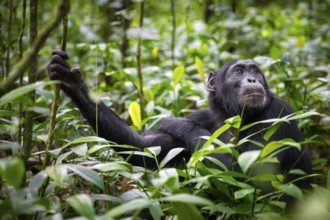 Animal portrait, chimpanzee (Pan Troglodytes) looking longingly, hopeful, adult male between leaves
