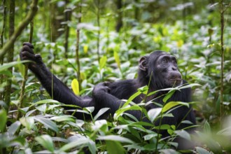 Animal portrait, chimpanzee (Pan Troglodytes), adult male among leaves in jungle, Kibale National