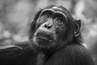 Black and white animal portrait, chimpanzee (Pan Troglodytes) looking longingly, hopeful, adult