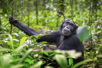 Chimpanzee (Pan Troglodytes) looks longingly, hopeful, adult male between leaves in the jungle,