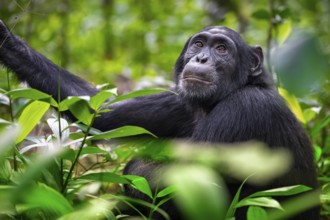 Chimpanzee (Pan Troglodytes), adult male among leaves in the jungle, Kibale National Park, Uganda