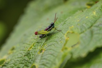 Green black grasshopper (Orthoptera) on a stem, Bwindi Impenetrable Forest, Uganda