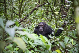 Chimpanzee (Pan Troglodytes), male on the ground, jungle in Kibale National Park, Uganda