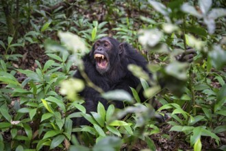 Chimpanzee (Pan Troglodytes) showing teeth, aggression, males on the ground, jungle in Kibale