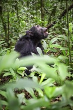 Chimpanzee (Pan Troglodytes) calling, male on ground, jungle in Kibale National Park, Uganda