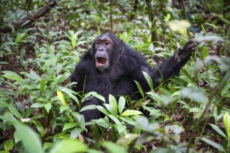 Chimpanzee (Pan Troglodytes) calling, male on ground, jungle in Kibale National Park, Uganda