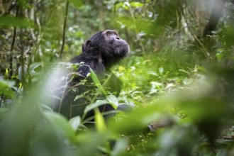Chimpanzee (Pan Troglodytes), male looking thoughtfully, on the ground, mood, green jungle in