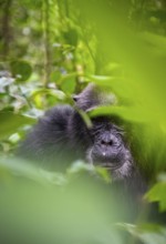 Chimpanzee (Pan Troglodytes), old man on the ground, atmosphere, green jungle in Kibale National