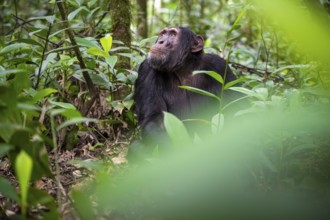 Chimpanzee (Pan Troglodytes), young animal, male looking thoughtfully, on the ground, mood, green