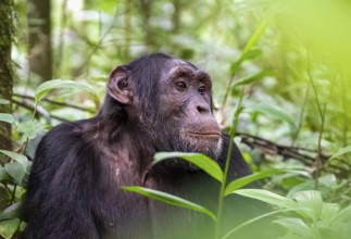 Chimpanzee (Pan Troglodytes), male looking thoughtfully, animal portrait on ground, atmosphere,