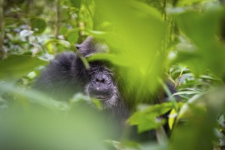 Chimpanzee (Pan Troglodytes), old man on the ground, atmosphere, green jungle in Kibale National