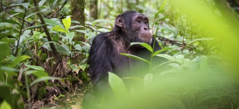 Chimpanzee (Pan Troglodytes), male, on the ground, mood, green jungle in Kibale National Park,