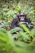 Chimpanzee (Pan Troglodytes), male with big ears, on the ground, mood, green jungle in Kibale