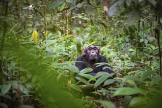 Chimpanzee (Pan Troglodytes), male with big ears, on the ground, mood, green jungle in Kibale