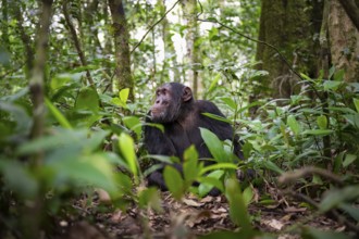 Chimpanzee (Pan Troglodytes), male on the ground, jungle in Kibale National Park, Uganda