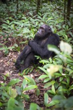 Chimpanzee (Pan Troglodytes), male on the ground, jungle in Kibale National Park, Uganda