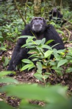 Chimpanzee (Pan Troglodytes), old male sitting on ground, jungle in Kibale National Park, Uganda