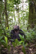 Chimpanzee (Pan Troglodytes), male looking up with hope, jungle in Kibale National Park, Uganda