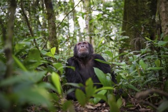 Chimpanzee (Pan Troglodytes), male looking up with hope, jungle in Kibale National Park, Uganda