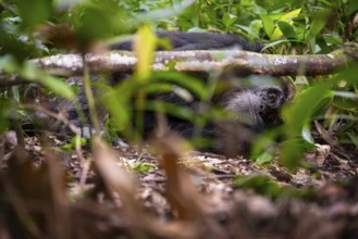 Chimpanzee (Pan Troglodytes), male lying on the ground, jungle in Kibale National Park, Uganda