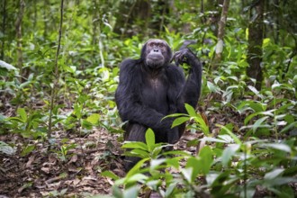 Chimpanzee (Pan Troglodytes), male sitting on ground, jungle in Kibale National Park, Uganda
