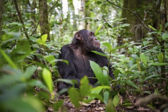 Chimpanzee (Pan Troglodytes), male looking up, jungle in Kibale National Park, Uganda