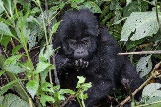 Mountain gorilla (Gorilla beringei beringei), juvenile, Bwindi Impenetrable Forest, Uganda