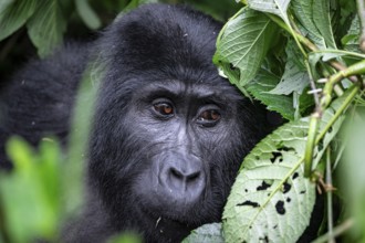 Mountain gorilla (Gorilla beringei beringei), between leaves, animal portrait, Bwindi Impenetrable