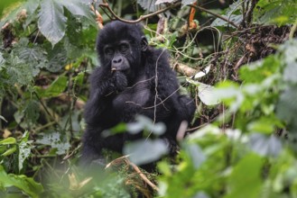 Mountain gorilla (Gorilla beringei beringei), juvenile, eats leaves, Bwindi Impenetrable Forest,