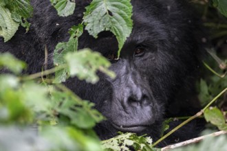 Mountain gorilla (Gorilla beringei beringei), Silverback, between leaves, animal portrait, Bwindi