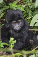 Mountain gorilla (Gorilla beringei beringei), juvenile, Bwindi Impenetrable Forest, Uganda
