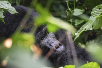 Mountain gorilla (Gorilla beringei beringei), Silverback, in thick vegetation, Bwindi Impenetrable