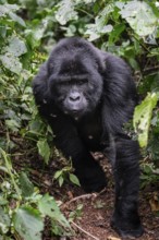 Mountain gorilla (Gorilla beringei beringei), gorilla running among leaves, Bwindi Impenetrable