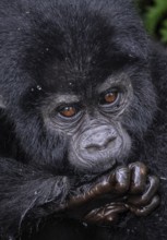Mountain gorilla (Gorilla beringei beringei), young animal portrait, Bwindi Impenetrable Forest,