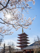 Blooming cherry trees with sun star, five-story pagoda, Buddhist temple complex, Asakusa shrine or