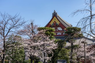 Blooming cherry trees and red-gold roof gable of a temple building, Buddhist temple complex,