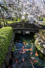 Blooming cherry trees and pond with koi carp, Buddhist temple complex, Asakusa shrine or Senso-ji
