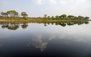 Trees reflected in water, river landscape, Thamalakane River, Okavango Delta, Botswana