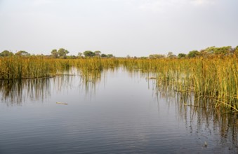 River landscape, reflection in water, Thamalakane River, Okavango Delta, Botswana